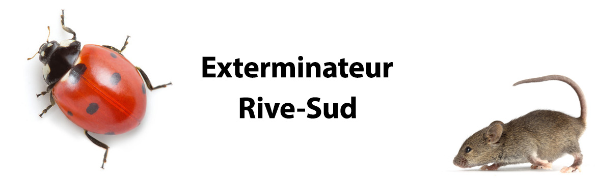 exterminateur rive-sud